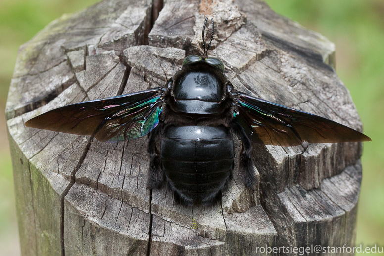 Large black bee